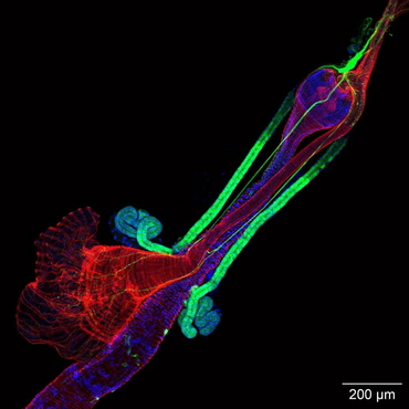 显微摄影_10.jpg 显微摄影_10.jpg