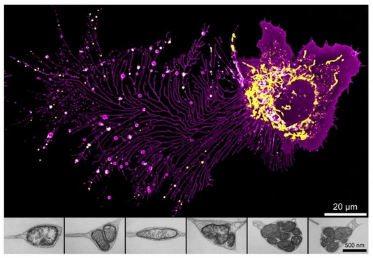 显微摄影_13.jpg 显微摄影_13.jpg