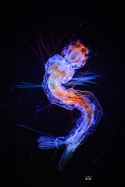 显微摄影_7.jpg 显微摄影_7.jpg