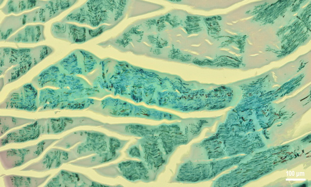 显微摄影_4.jpg 显微摄影_4.jpg