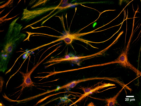 显微摄影_5.jpg 显微摄影_5.jpg