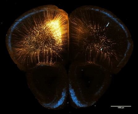 显微摄影_15.jpg 显微摄影_15.jpg