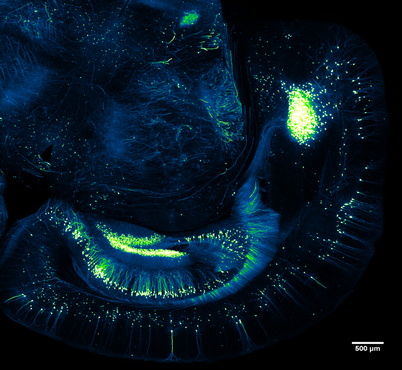 显微摄影_3.jpg 显微摄影_3.jpg