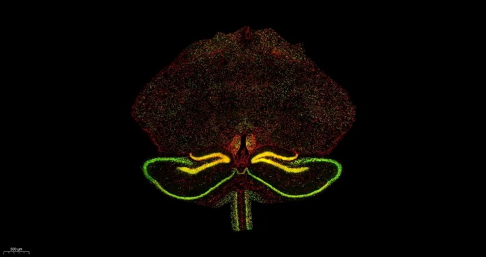 显微摄影_11.jpg 显微摄影_11.jpg