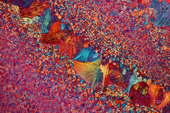 显微摄影_14.jpg 显微摄影_14.jpg