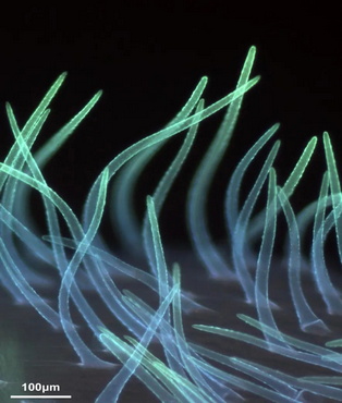 显微摄影_6.jpg 显微摄影_6.jpg