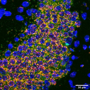 显微摄影_9.jpg 显微摄影_9.jpg