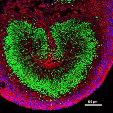 显微摄影_8.jpg 显微摄影_8.jpg