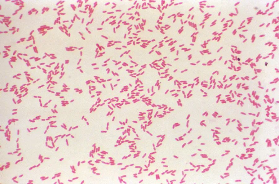 椰毒假单胞菌.jpg 椰毒假单胞菌.jpg