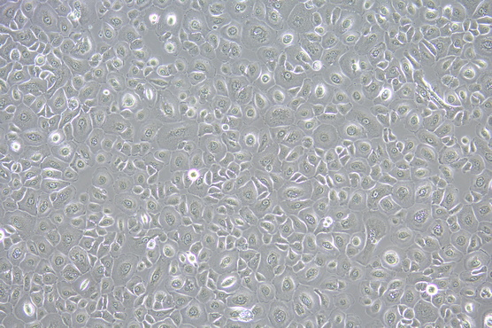 中山大学MI52-N_3.jpg 中山大学MI52-N_3.jpg