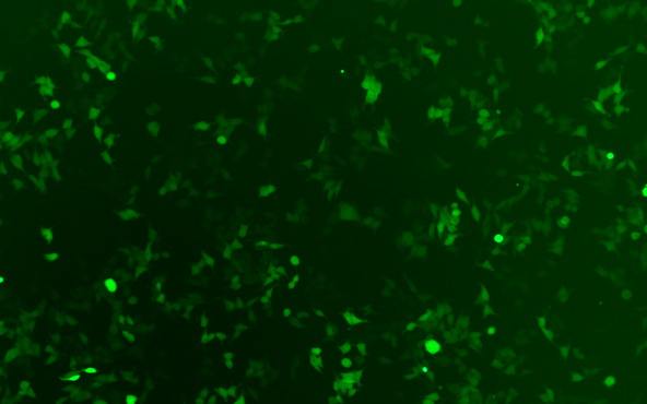 MF52-N看免疫荧光_2.jpg MF52-N看免疫荧光_2.jpg