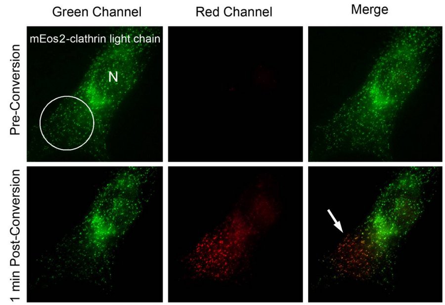 01PCFP_光转化.jpg 01PCFP_光转化.jpg