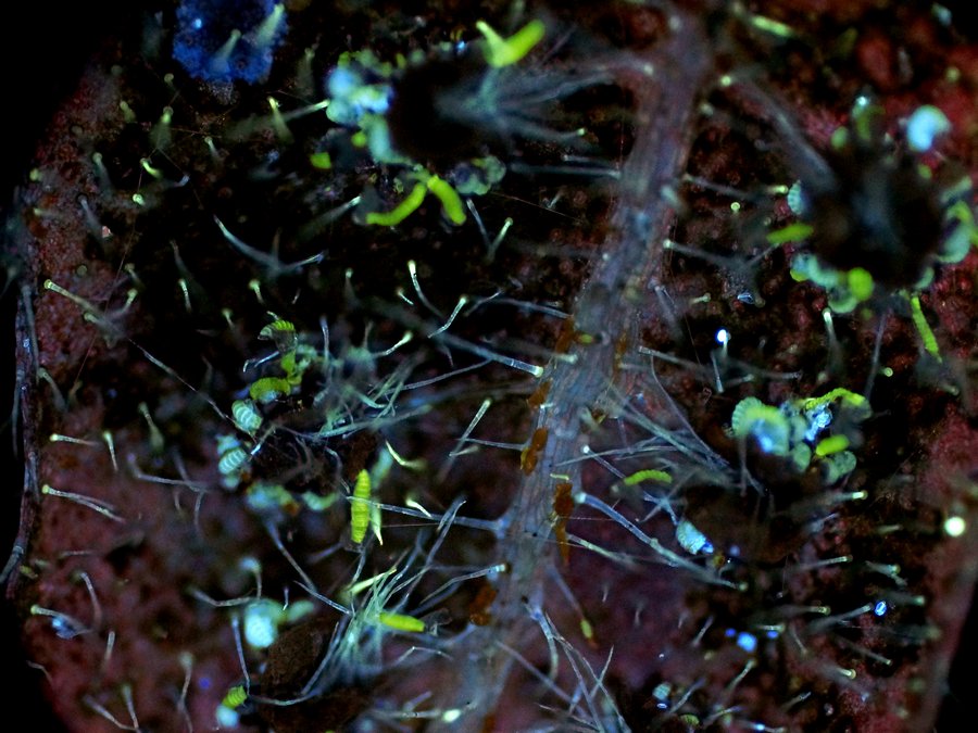 06PCFP_蕨叶荧光1.jpg 06PCFP_蕨叶荧光1.jpg