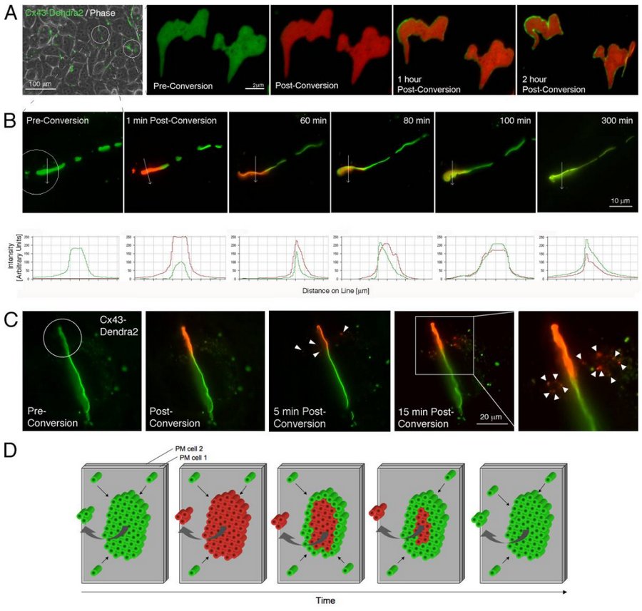 08PCFP_Dendra2.jpg 08PCFP_Dendra2.jpg