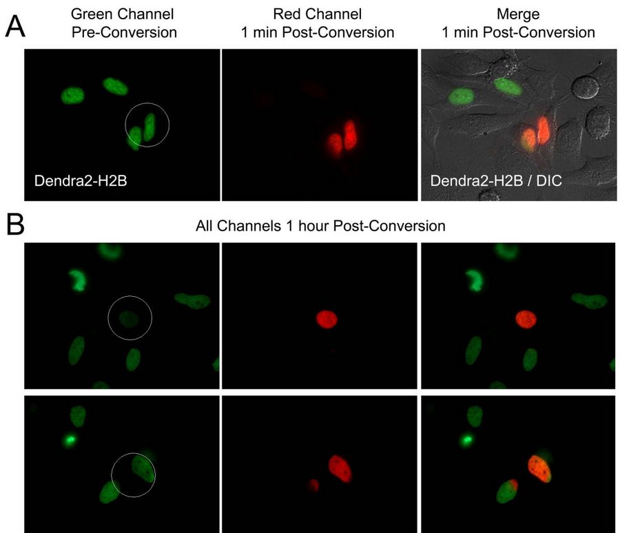 09PCFP_Dendra22.jpg 09PCFP_Dendra22.jpg