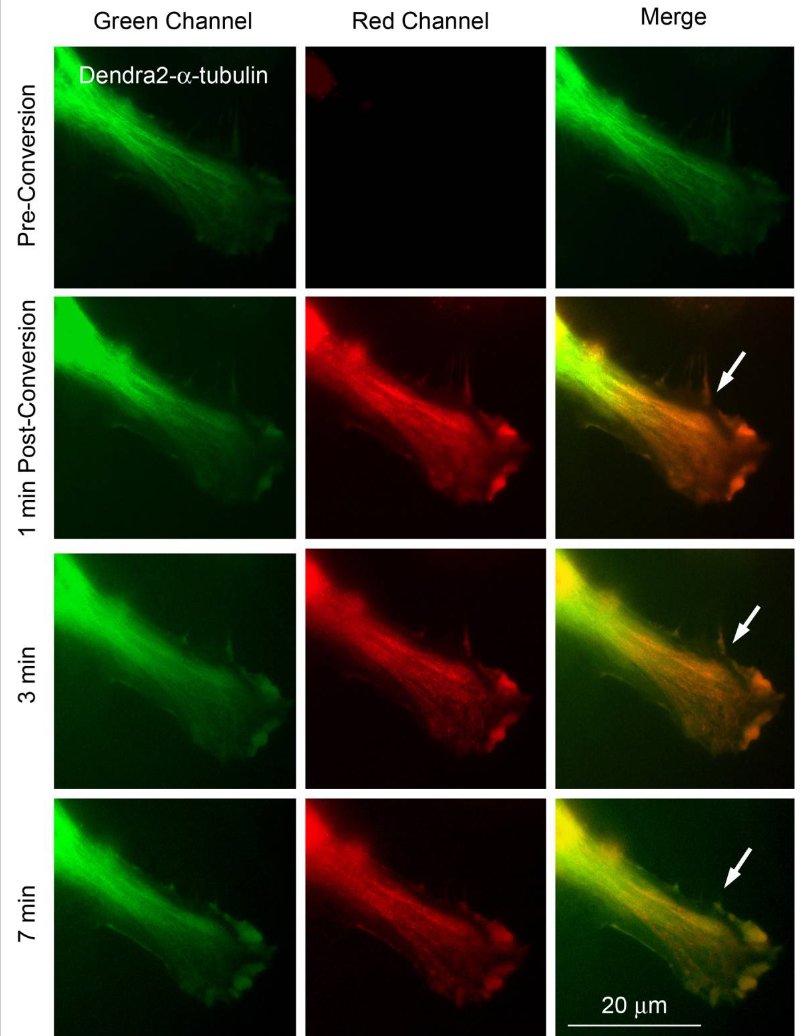 10PCFP_Dendra23.jpg 10PCFP_Dendra23.jpg