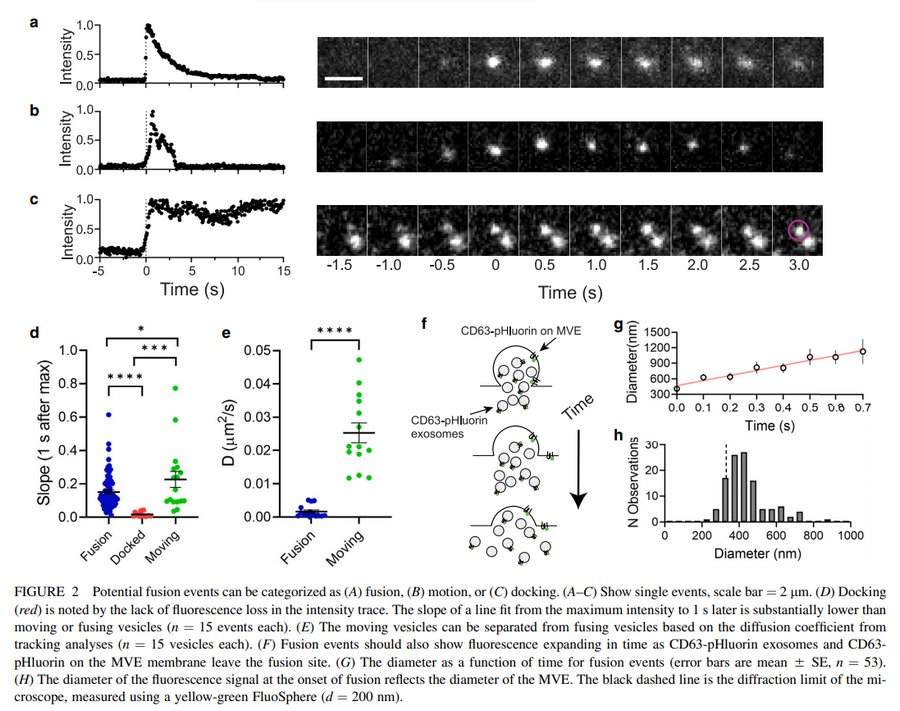 05TIRF_02.jpg 05TIRF_02.jpg