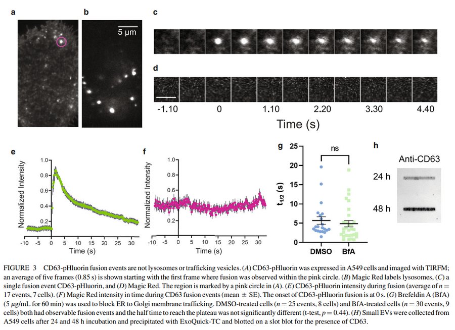 06TIRF_03.jpg 06TIRF_03.jpg