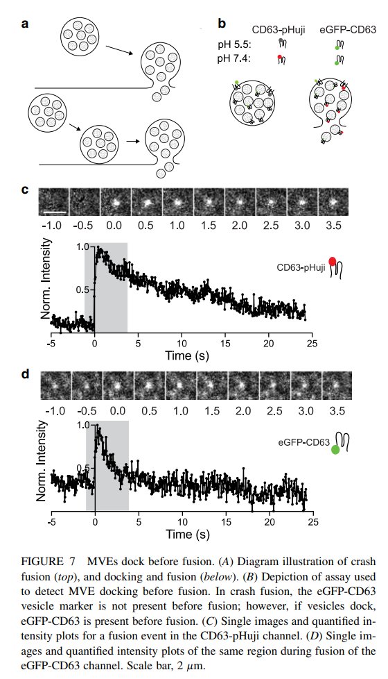 10TIRF_07.jpg 10TIRF_07.jpg