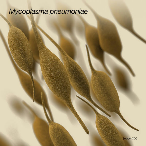 01_Mycoplasma pneumoniae肺炎支原体.jpg 01_Mycoplasma pneumoniae肺炎支原体.jpg