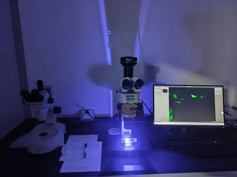 荧光果蝇_mzx81+msx2_mz62_202310_湖南某知名药企(做斑马鱼观察)_4.jpg 荧光果蝇_mzx81+msx2_mz62_202310_湖南某知名药企(做斑马鱼观察)_4.jpg