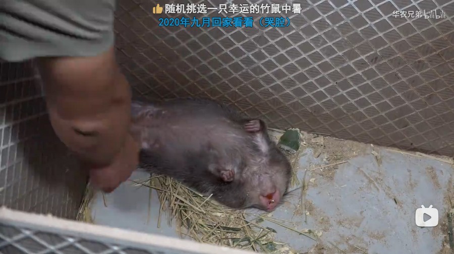 01_篮状菌.jpg 01_篮状菌.jpg