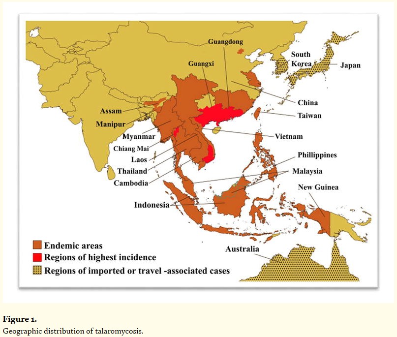 02_篮状菌.jpg 02_篮状菌.jpg