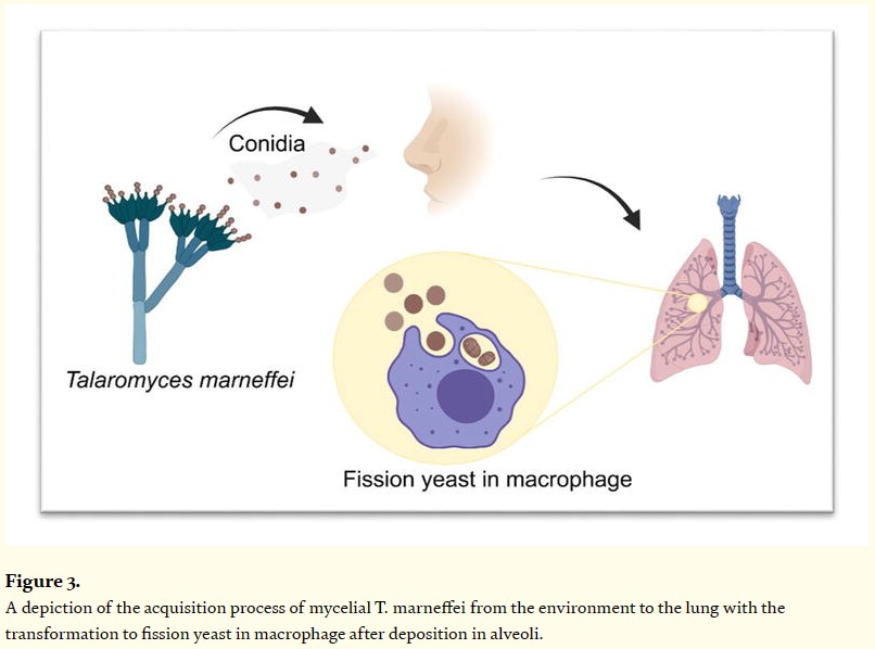 04_篮状菌.jpg 04_篮状菌.jpg