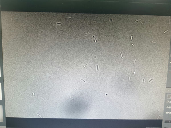 大肠杆菌_ML51-N_202311_生物研究_1.jpg 大肠杆菌_ML51-N_202311_生物研究_1.jpg