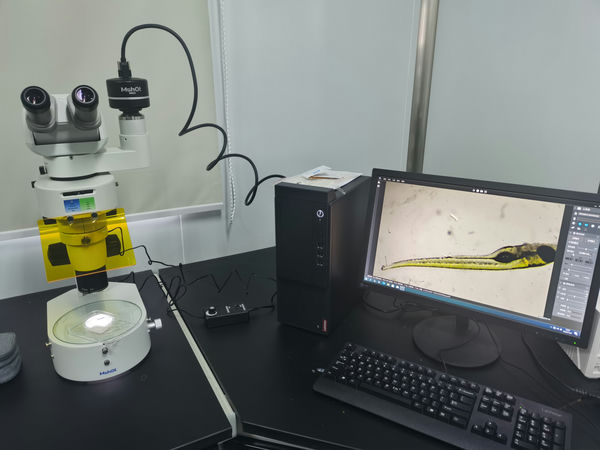 斑马鱼胚胎_MZX100+MS23_202311_斑马鱼观察_1.jpg 斑马鱼胚胎_MZX100+MS23_202311_斑马鱼观察_1.jpg