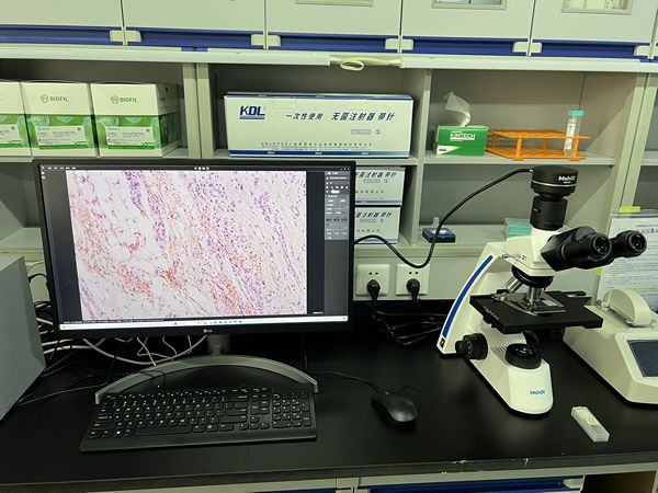 HE染色病理切片_ ML31+MS60_202311_ 清晰观察和拍摄病理切片_6.jpg