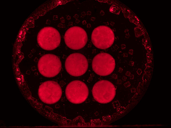 荧光生物芯片_MF52-N+MSX2_202312_生物制药_8.jpg 荧光生物芯片_MF52-N+MSX2_202312_生物制药_8.jpg