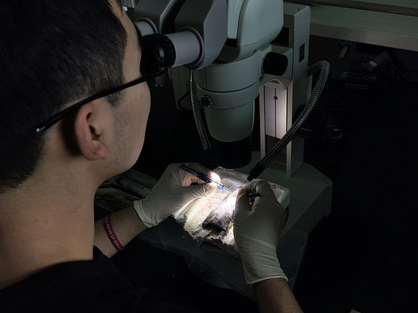 小鼠解剖_MZX100_202401_解剖学_3-1.jpg 小鼠解剖_MZX100_202401_解剖学_3-1.jpg