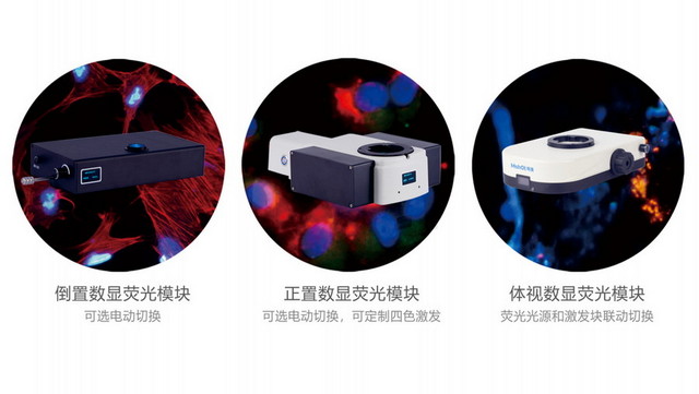 荧光观察06.jpg 荧光观察06.jpg