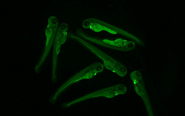 荧光观察08.jpg 荧光观察08.jpg