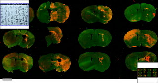 荧光观察12.jpg 荧光观察12.jpg