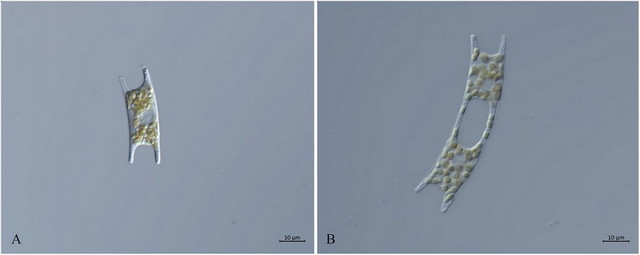 03DIC_DIC水生物.jpg 03DIC_DIC水生物.jpg