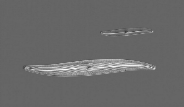 07DIC_micro_algae_dic_alga_algen_microphotography_alge_mikro-240135.jpg 07DIC_micro_algae_dic_alga_algen_microphotography_alge_mikro-240135.jpg