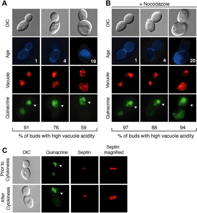 08DIC_DIC酵母.jpg 08DIC_DIC酵母.jpg