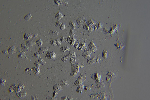 13HMC_5.jpg 13HMC_5.jpg