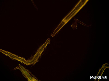 明美倒置荧光显微镜应用于广东药科大学线虫观察