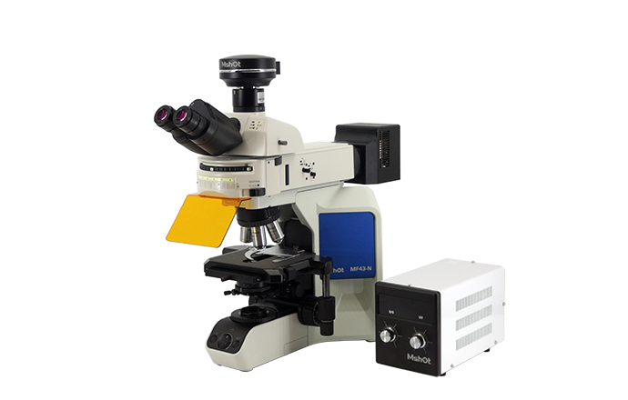觀察磁珠熒光樣品用什么顯微鏡呢？