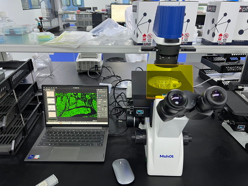倒置荧光显微镜下的免疫荧光细胞：探索微观世界的奥秘