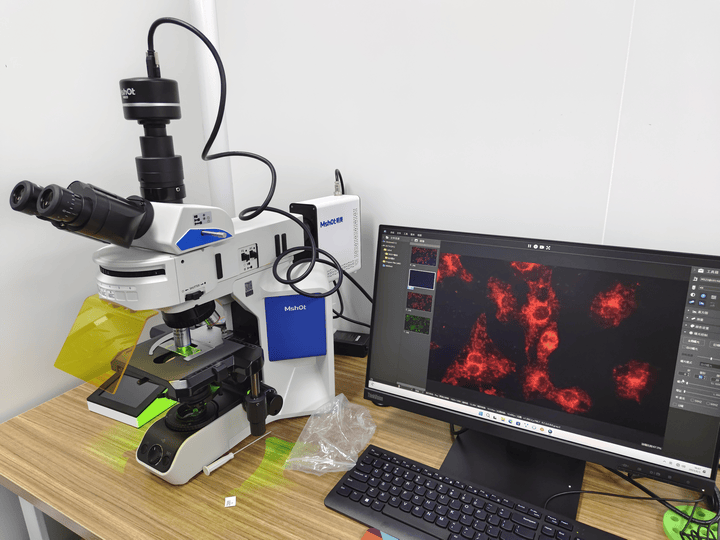 研究级荧光显微镜MF43-N应用于小鼠脑片观察