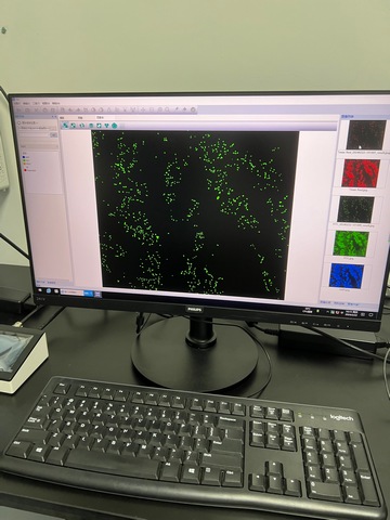 荧光生物显微镜MF43-M应用于FISH检查