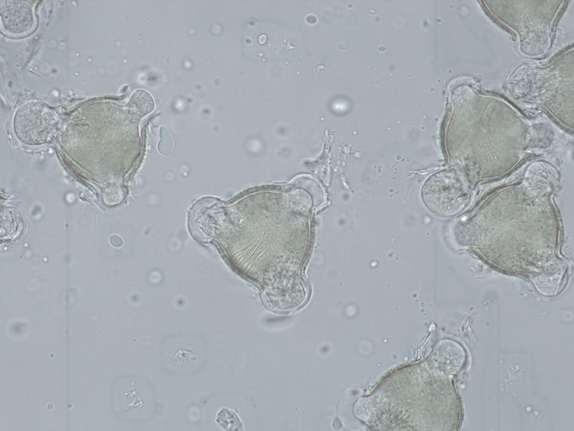 倒置荧光显微镜MF52-N应用于花粉观察