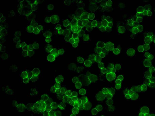 细胞工厂荧光显微镜应用于荧光转染活细胞的观察