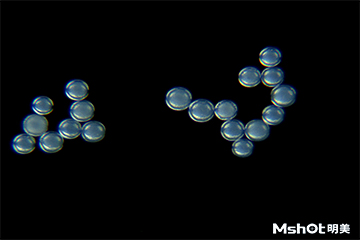 倒置荧光显微镜让荧光微球观察更简单