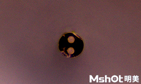 体视显微镜下光纤横截面的熊猫眼.jpg