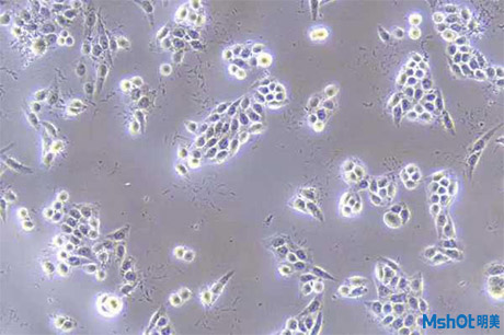 明美细胞工厂显微镜应用于细胞培养3.jpg